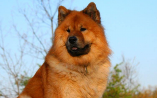 The Eurasier is a calm, loyal companion with Nordic roots. Balanced in temperament, it's ideal for families seeking a devoted and quiet dog.