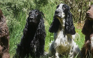 The Field Spaniel is a gentle, intelligent sporting breed with a calm nature. Ideal for active families seeking a loyal and trainable companion.