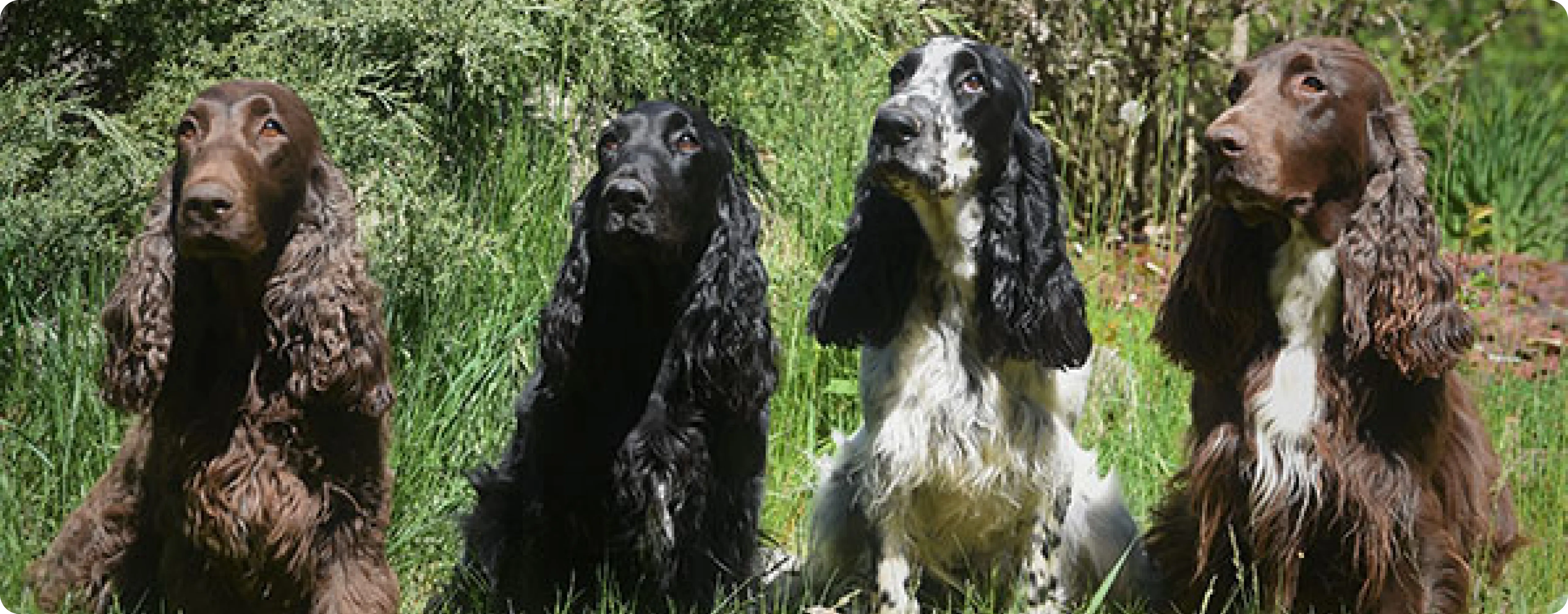 Field Spaniel