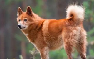 The Finnish Spitz is a lively, fox-like hunting dog known for its alertness and independence. Vocal and loyal, it's Finland's national breed.