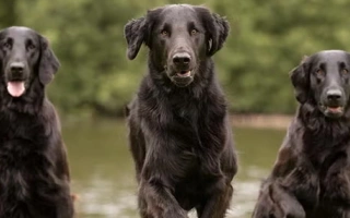 The Flat-Coated Retriever is a joyful, energetic gundog with a love for people and play. Friendly, smart, and ideal for active families.