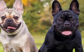 Discover the French Bulldog – a loving, low-energy companion with a unique look and friendly attitude. Learn about health, grooming, temperament, and care tips.