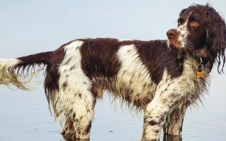 The French Spaniel is a calm, loyal, and versatile gundog with a gentle spirit. Excellent for hunting or as a devoted, easygoing family companion.