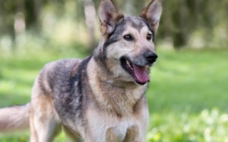 The Gerberian Shepsky is a bold and intelligent German Shepherd–Husky mix—loyal, energetic, and striking. Ideal for active owners seeking a devoted companion.