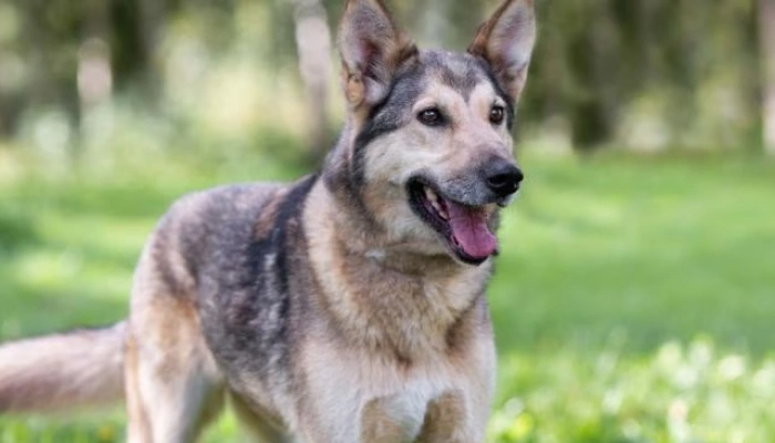 Gerberian Shepsky Dog Breed Information - Dogsy.ie