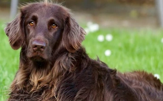 The German Longhaired Pointer is an elegant, versatile hunting dog known for its calm nature, endurance, and devotion to family and fieldwork.