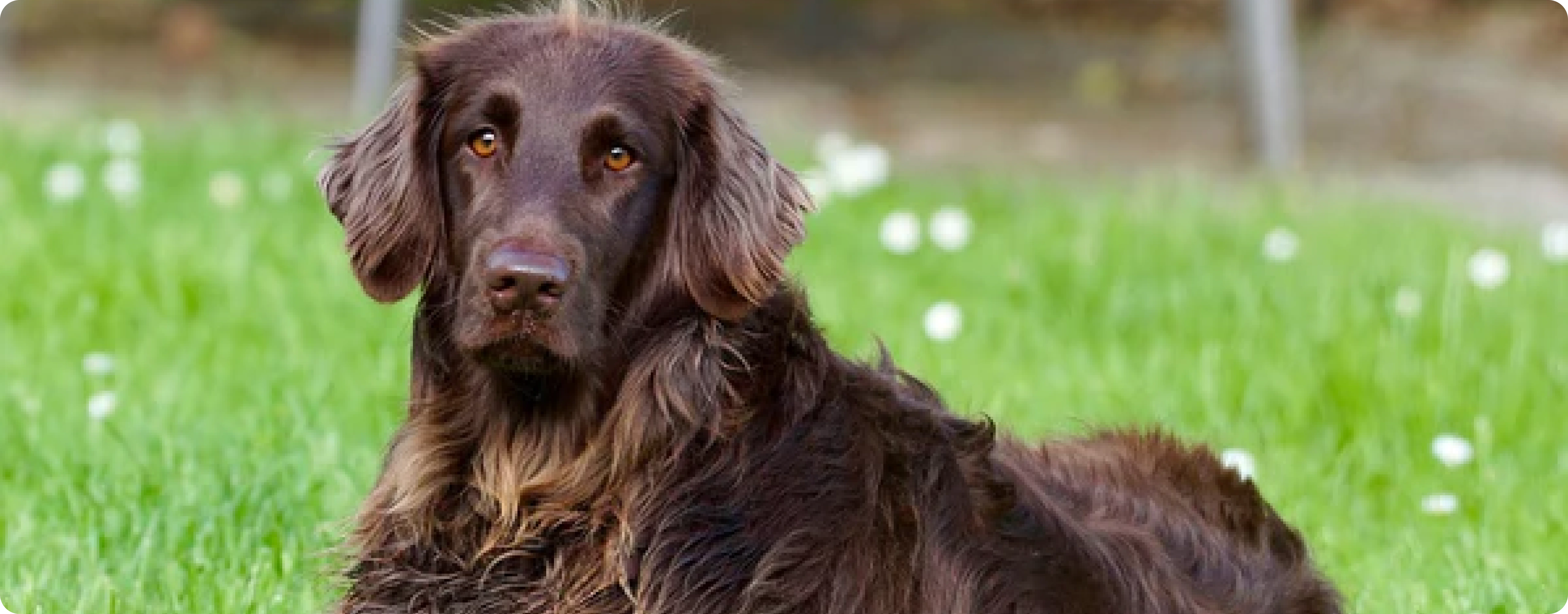 German Longhaired Pointer