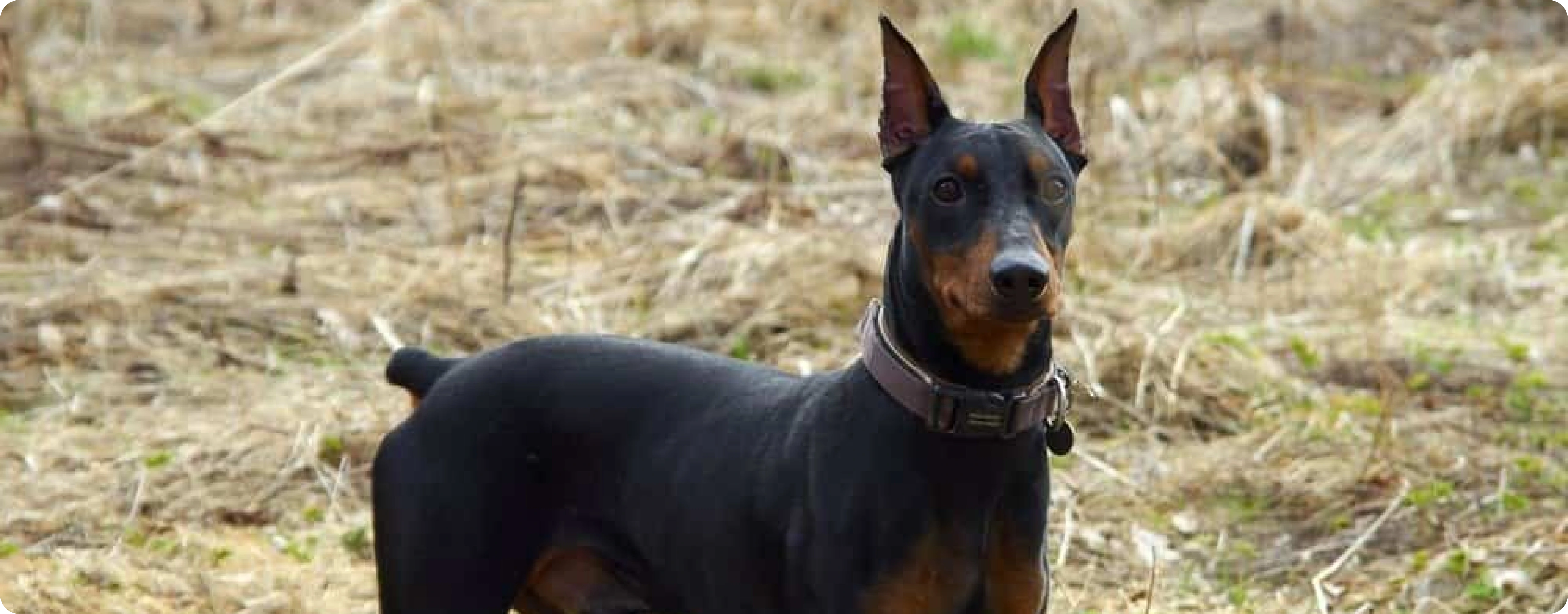German Pinscher
