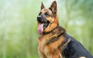 The German Shepherd Dog is a loyal, intelligent working breed known for versatility and courage. A top choice for families, service, and protection.