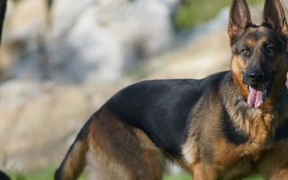 Discover the German Shepherd – a loyal, protective, and highly intelligent dog breed. Learn about training, health, grooming, and daily care tips.