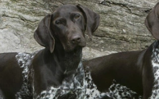 Explore the German Shorthaired Pointer – an energetic, intelligent sporting breed built for performance and companionship. Learn care, training, grooming, and exercise tips.