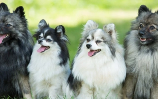 The German Spitz is a lively, intelligent companion with a fox-like face and bold spirit. Loyal, alert, and full of personality in a compact package.