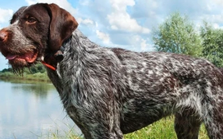 The German Wirehaired Pointer is a rugged, energetic hunting dog known for endurance, loyalty, and a weather-resistant coat. Great for active homes.