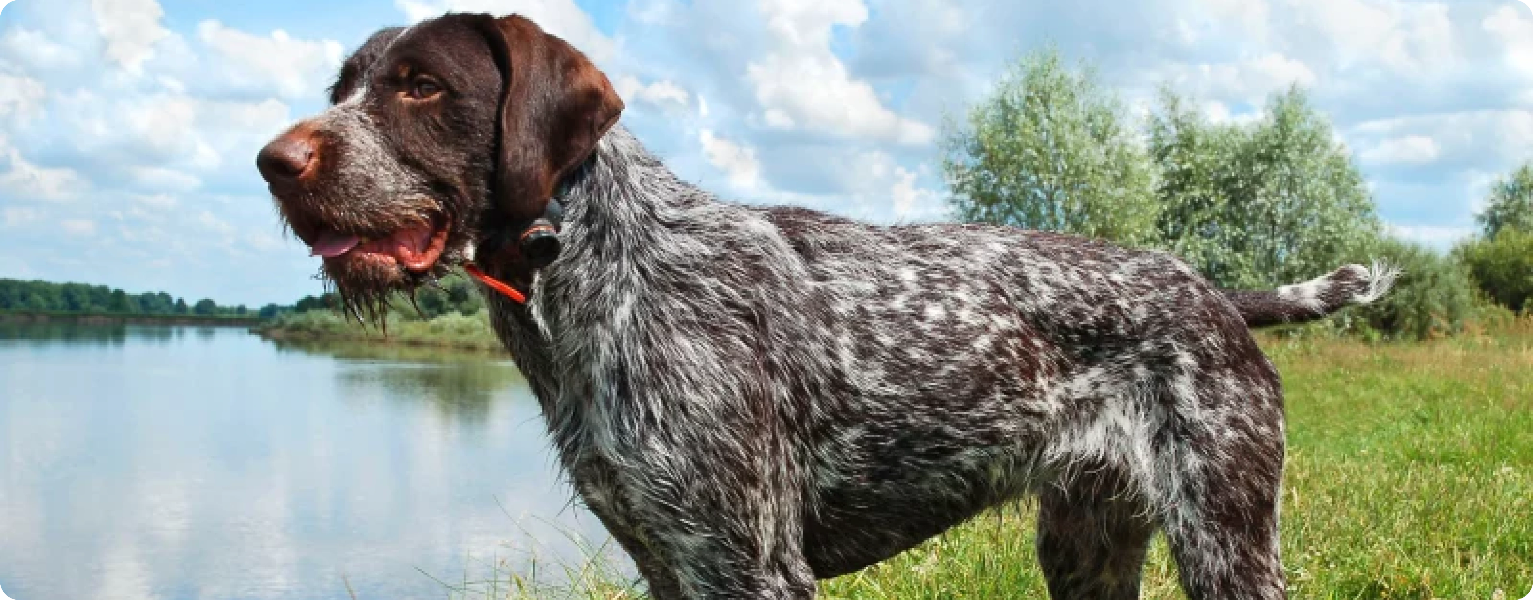 German Wirehaired Pointer