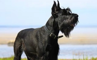 The Giant Schnauzer is a powerful, intelligent working dog known for loyalty, trainability, and protective instincts. Ideal for experienced, active owners.