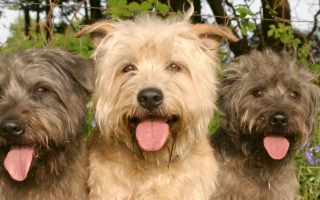 Glen of Imaal Terrier is a strong, quiet, and loyal dog. Ideal for owners who want a fearless terrier with a calm, steady temperament.