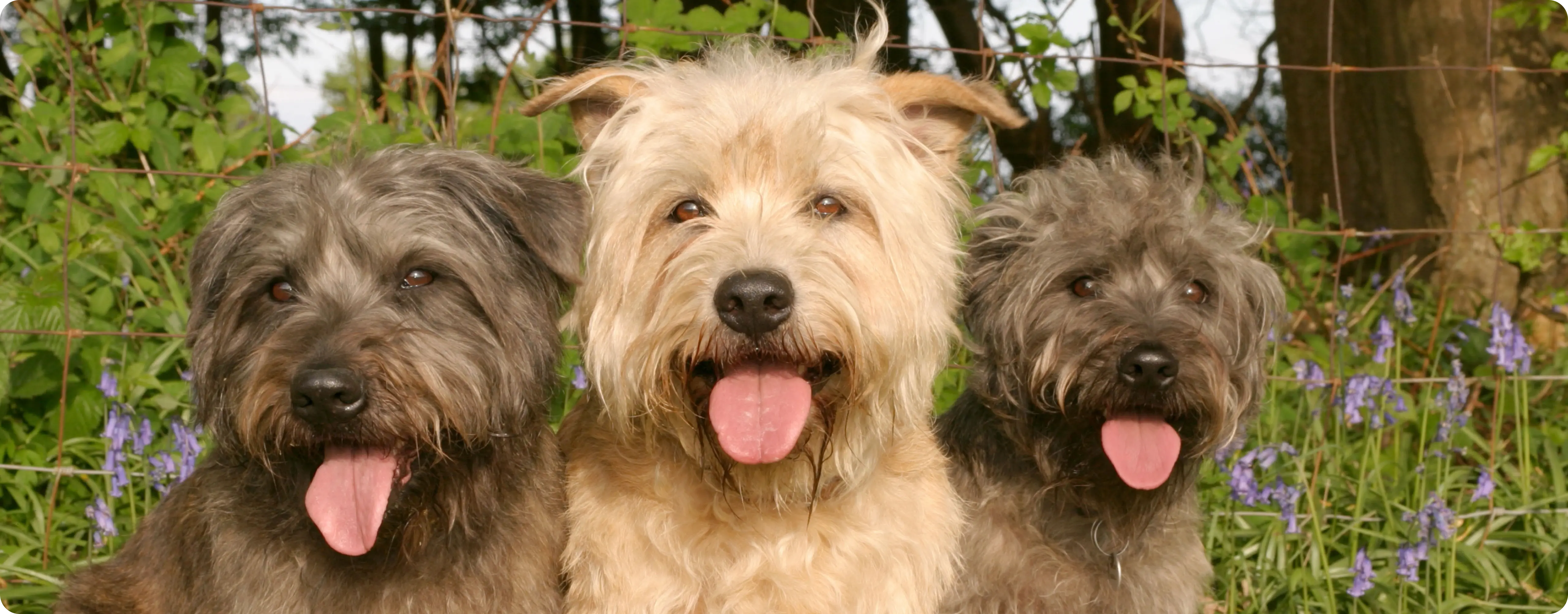 Glen of Imaal Terrier
