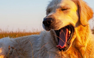 Discover the Golden Retriever – a loyal, affectionate, and intelligent family dog. Learn about grooming, training, health, and daily care for this iconic breed.