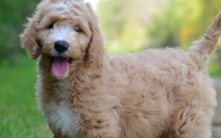Learn about the Goldendoodle – a smart, affectionate, and allergy-friendly hybrid. Discover grooming needs, training tips, health traits, and daily care.