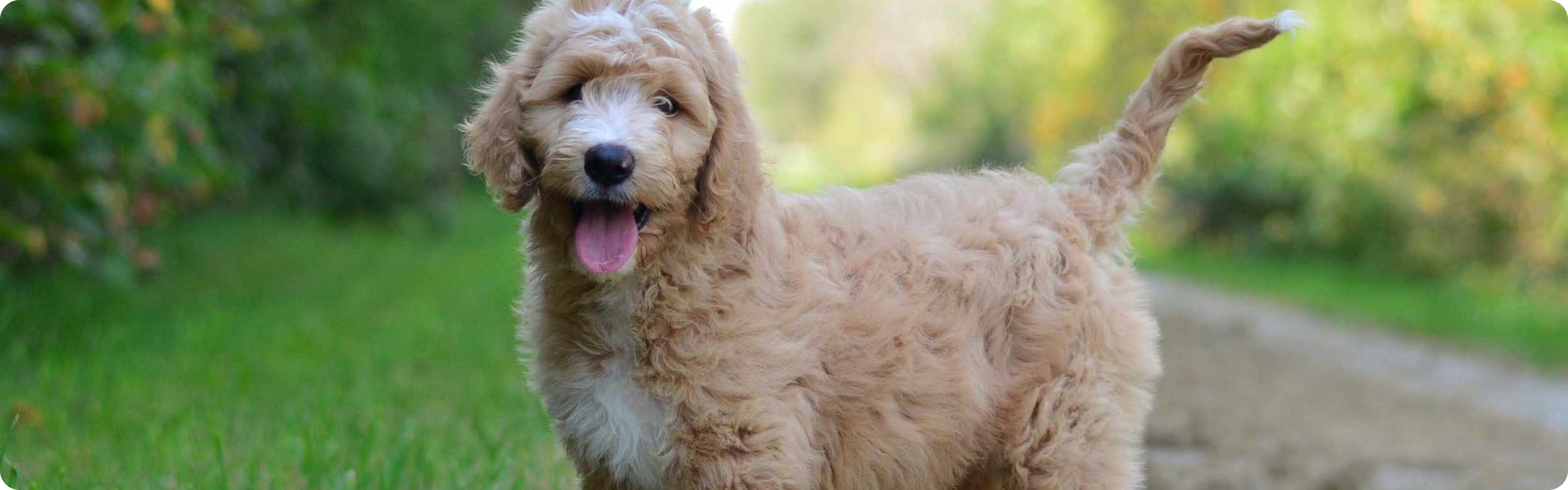 Goldendoodle