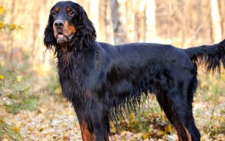 The Gordon Setter is a bold, affectionate gundog with striking black-and-tan coloring. Loyal and intelligent, it thrives in active, outdoorsy homes.