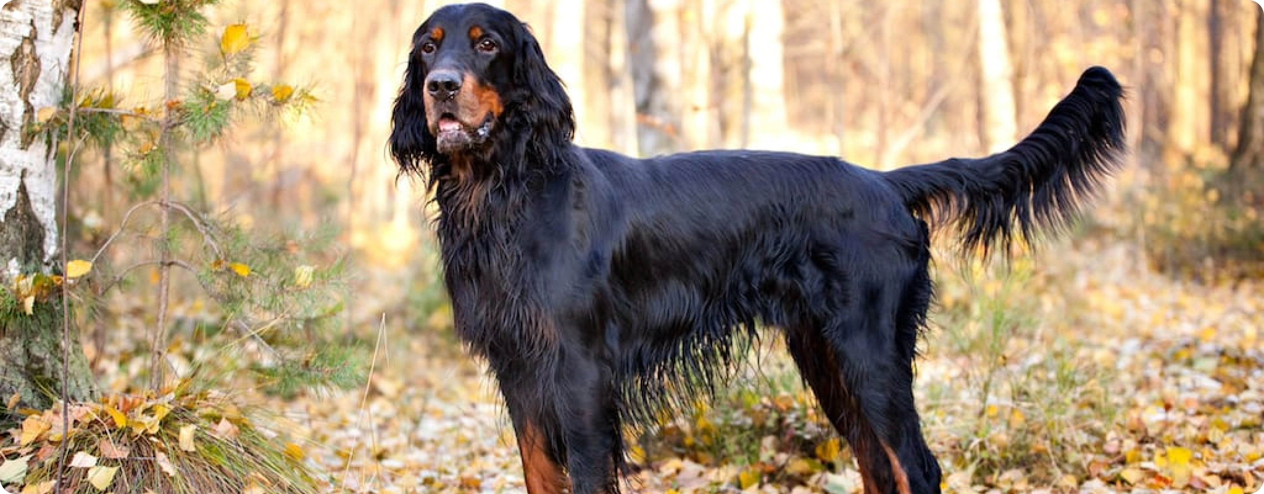 Gordon Setter