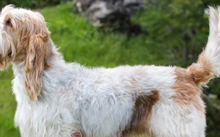 The Grand Basset Griffon Vendéen is a friendly, confident scent hound with a rough coat and strong hunting drive. Ideal for active, engaged families.