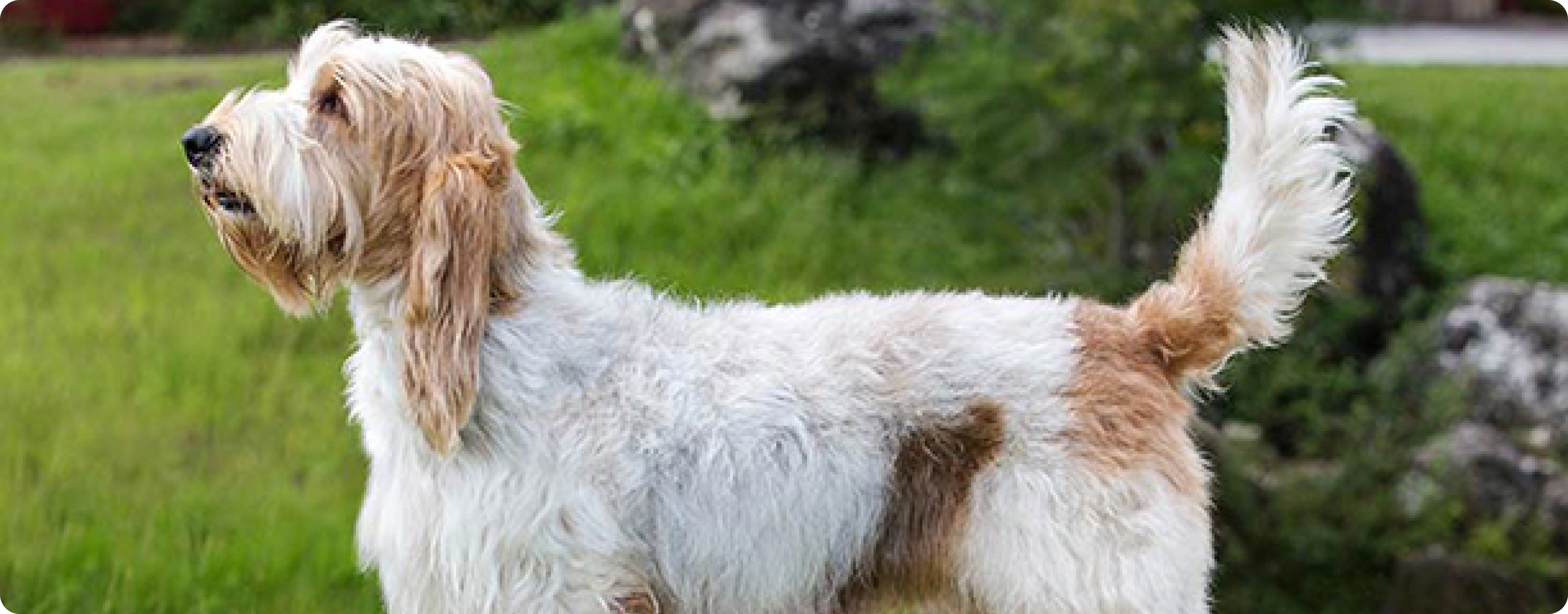 Grand Basset Griffon Vendéen