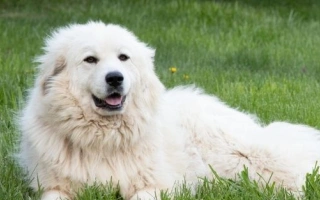 The Great Pyrenees is a majestic, calm guardian dog known for loyalty, independence, and a thick white coat. Ideal for farms and devoted families.