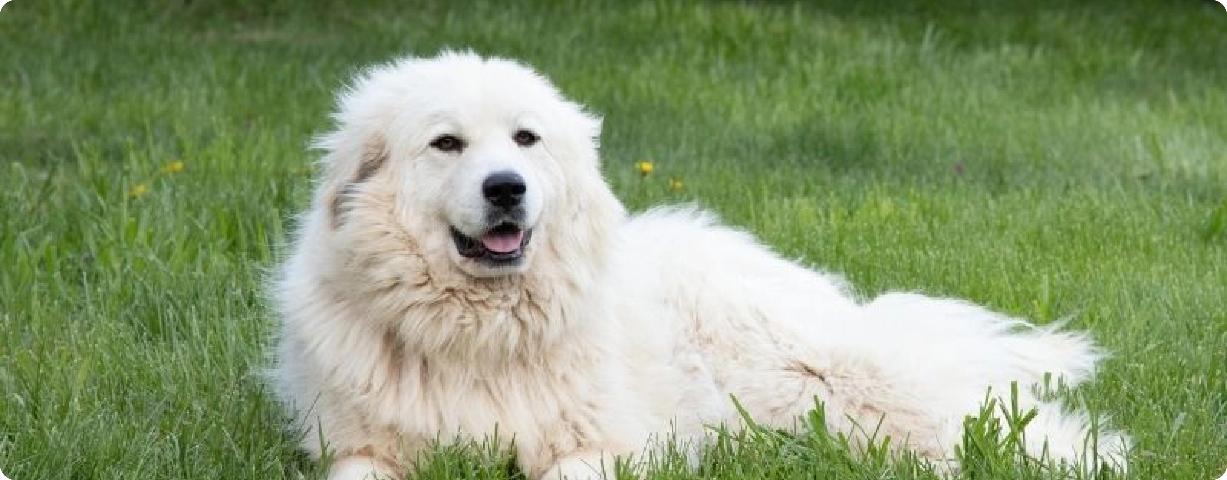 Great Pyrenees