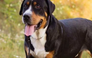 Meet the Greater Swiss Mountain Dog – a loyal, powerful breed built for work and companionship. Discover temperament, training tips, health, and grooming needs.