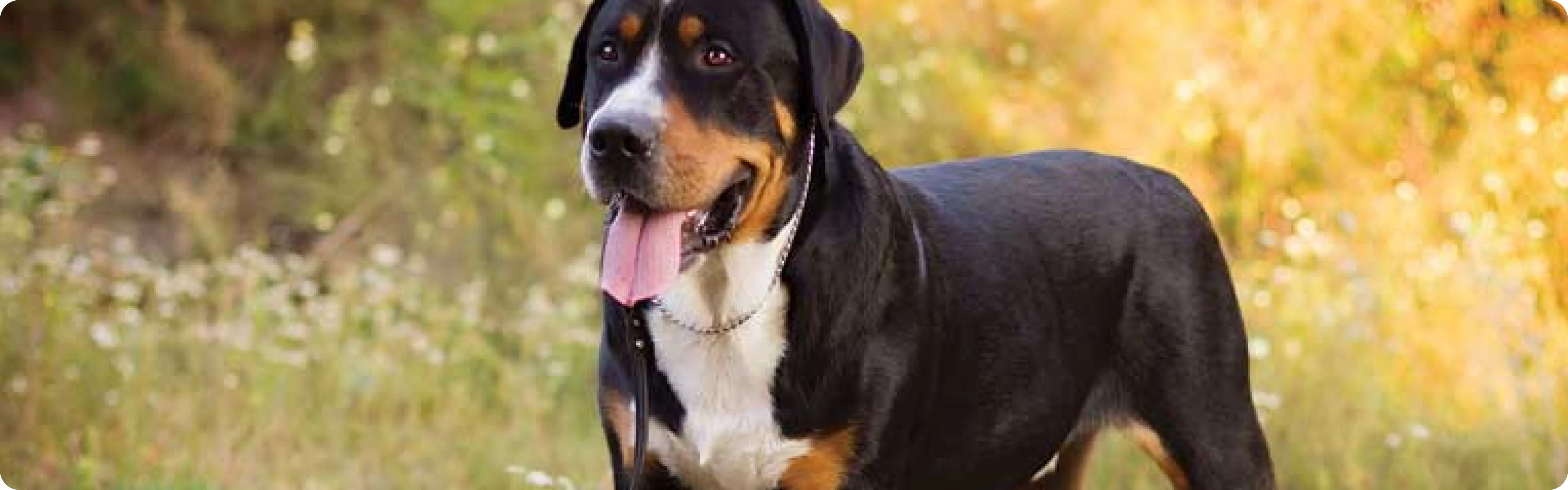 Greater Swiss Mountain Dog