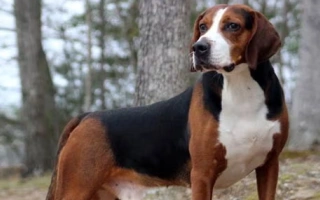 The Hamiltonstovare is a dignified, friendly scent hound from Sweden. Energetic, loyal, and balanced—ideal for active owners who enjoy the outdoors.