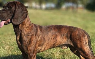 The Hanoverian Scenthound is a determined, calm, and loyal tracking dog with unmatched scenting ability. Best suited for experienced, active handlers.