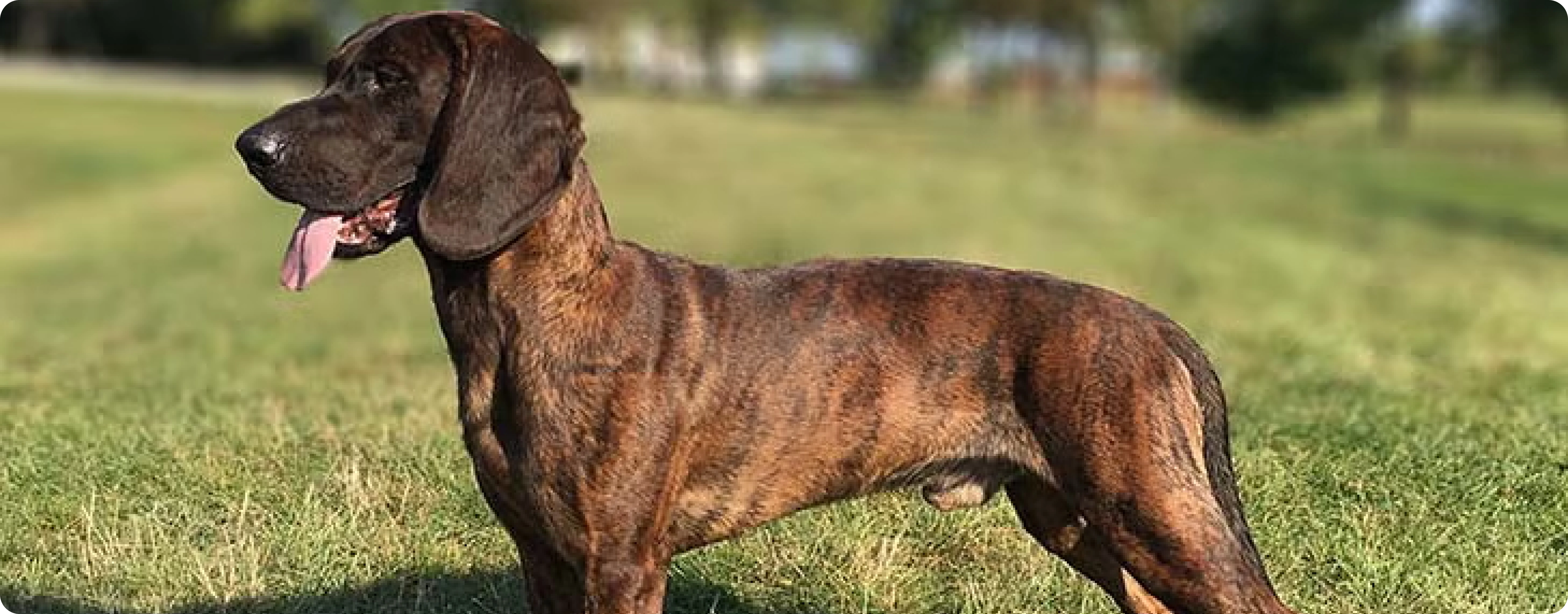 Hanoverian Scenthound