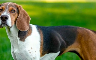 The Harrier is an energetic, friendly scent hound bred for pack hunting. Sociable and determined, it thrives in active homes with room to roam.