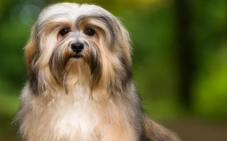 The Havanese is a cheerful, affectionate companion dog with a silky coat and playful spirit. Perfect for families, apartments, and first-time owners.