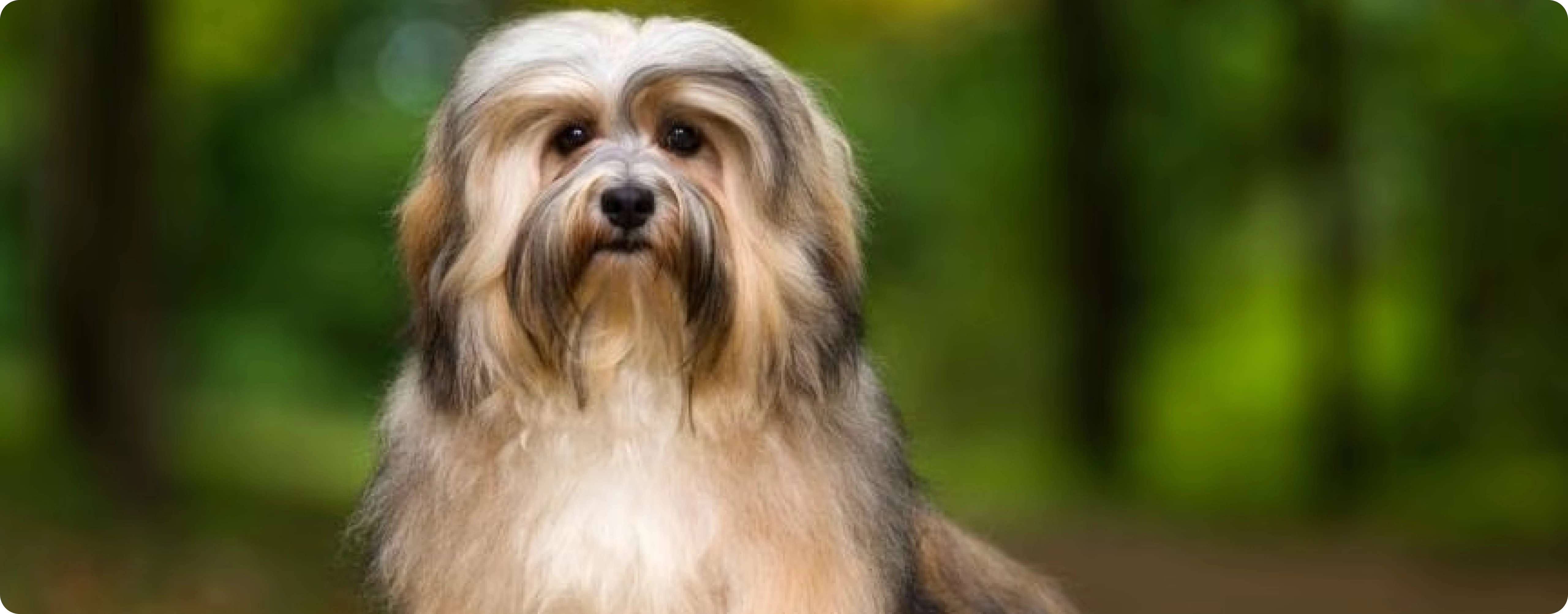 Havanese