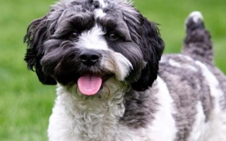 The Havapoo is a sweet and smart Havanese–Poodle mix—affectionate, low-shedding, and playful. Perfect for families, allergy-sensitive owners, and small homes.