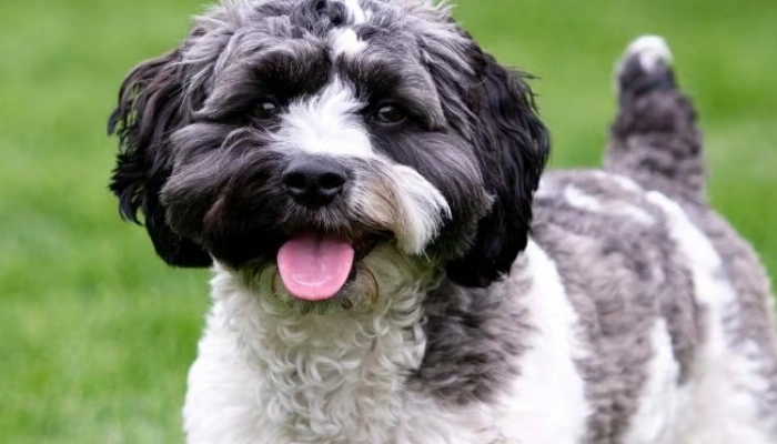 Havapoo Dog Breed Information - Dogsy.ie