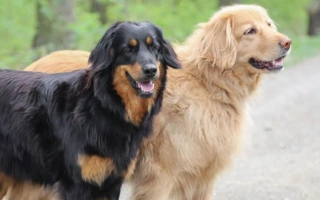 The Hovawart is a devoted, powerful guardian breed with intelligence and versatility. Loyal and protective, it thrives with experienced, active owners.