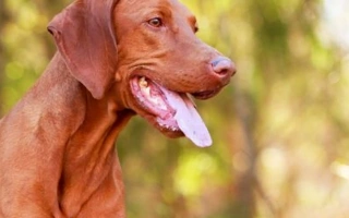 Explore the Hungarian Vizsla – an affectionate, intelligent, and athletic breed. Learn about temperament, grooming, training, and daily activity needs.