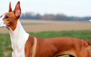 The Ibizan Hound is an elegant, agile sighthound with strong prey drive and quiet intelligence. Ideal for active owners who value independence and grace.