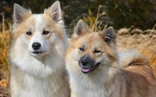 The Icelandic Sheepdog is a cheerful, agile herder with a thick double coat and friendly spirit. Loyal and lively, perfect for active families.