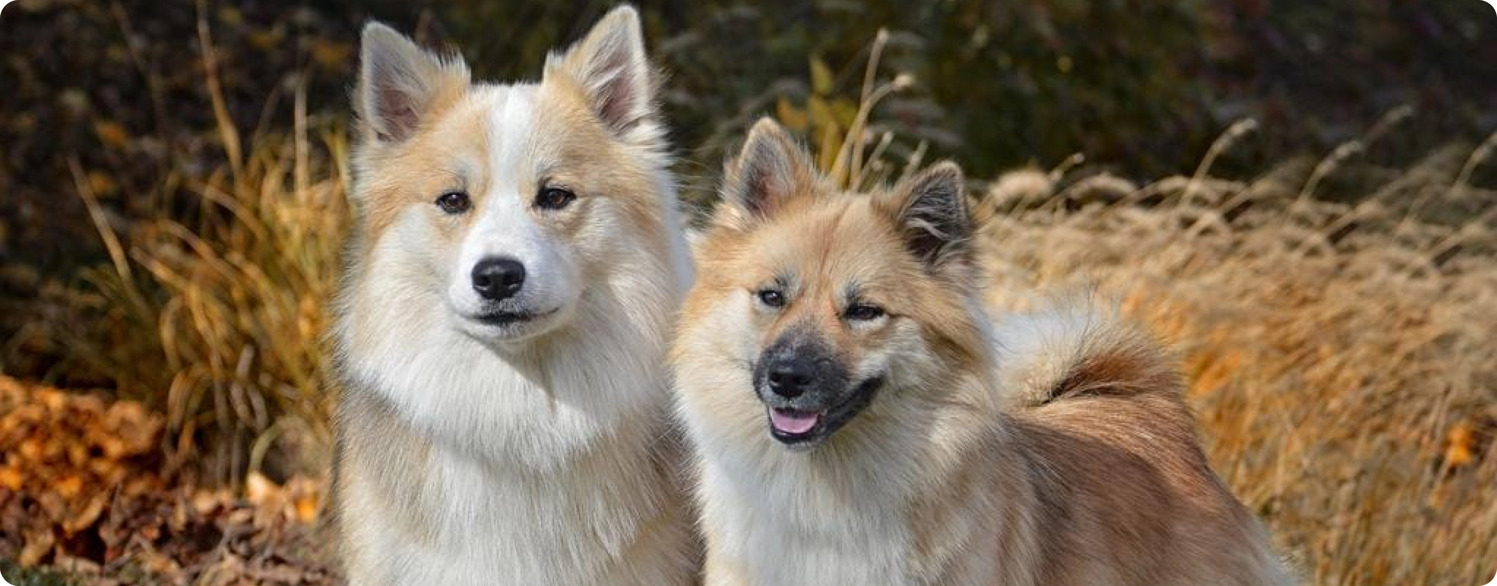 Icelandic Sheepdog