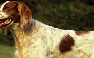 The Irish Red and White Setter is a graceful, energetic gundog with a distinctive coat. Friendly and trainable, ideal for active families and hunters.