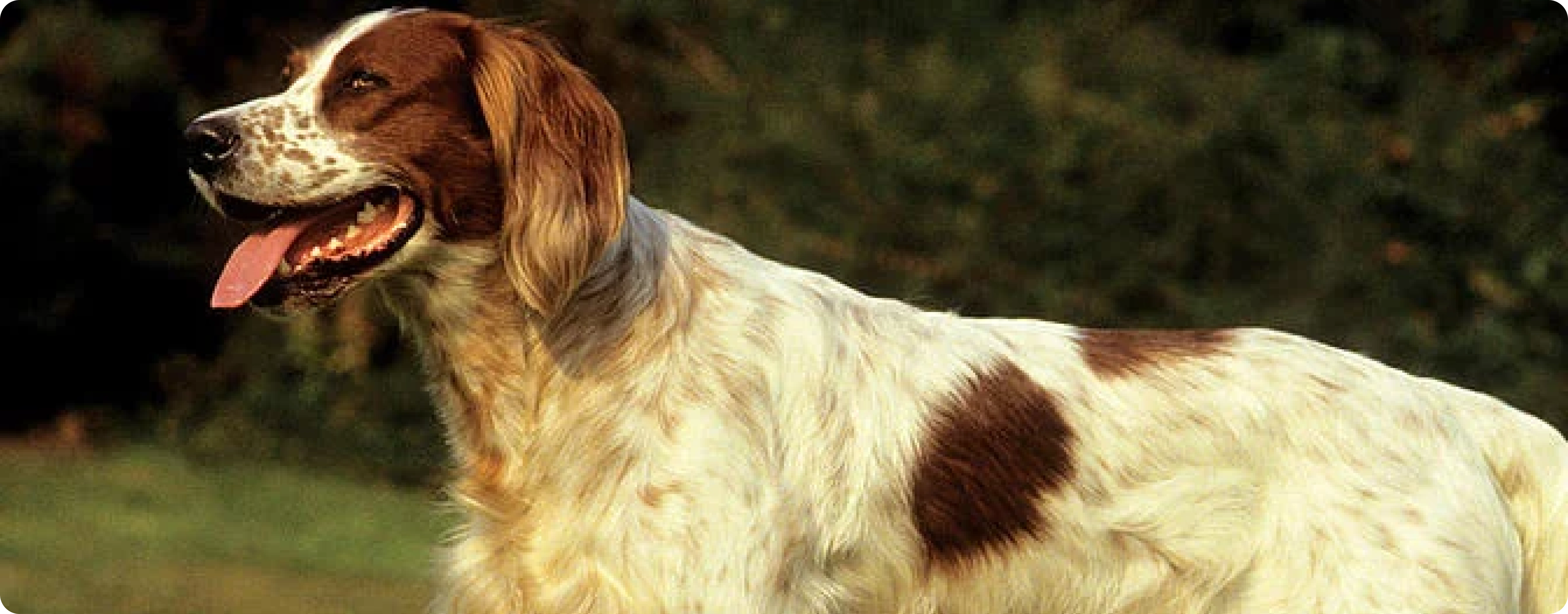 Irish Red and White Setter