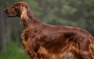 Discover the Irish Setter – a friendly, elegant, and high-energy dog breed. Learn about grooming, temperament, exercise needs, and care tips.
