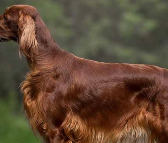 Irish Setter