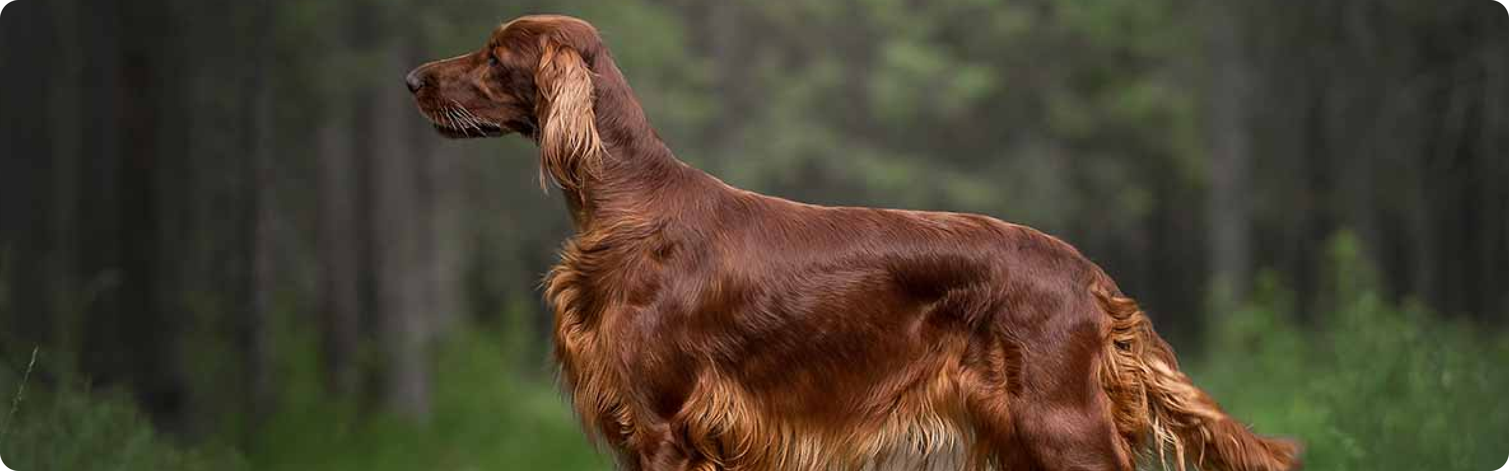 Irish Setter